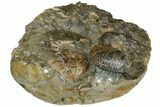 Wide Fossil Ammonite Cluster - South Dakota #137271-4